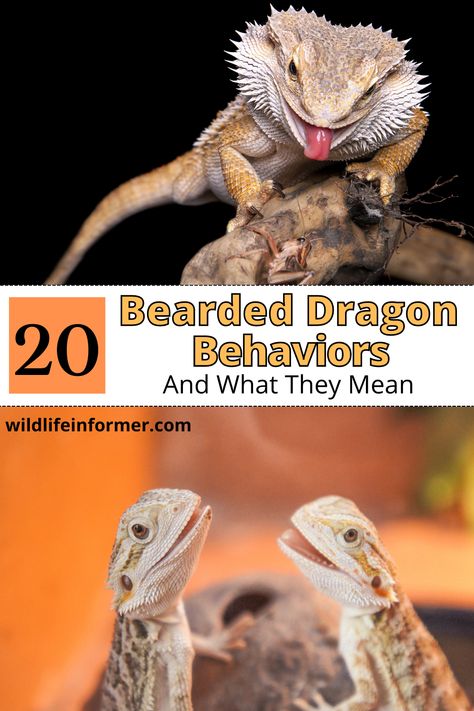 Bearded dragons have a lot of interesting behaviors, and if you are a beardie owner you may be wonder what it means when your bearded dragon does certain things. We help you decode 20 common behaviors of bearded dragons to help you understand your pet better. #beardeddragon #reptiles #exoticpets Diy Terrarium Bearded Dragon, Bearded Dragon Temperature, Diy Bearded Dragon Hideout, Bearded Dragon Quotes, Bearded Dragon Greens List, Large Bearded Dragon Enclosure, Bearded Dragon Behavior, Bearded Dragon Natural Habitat, Dig Box Bearded Dragon