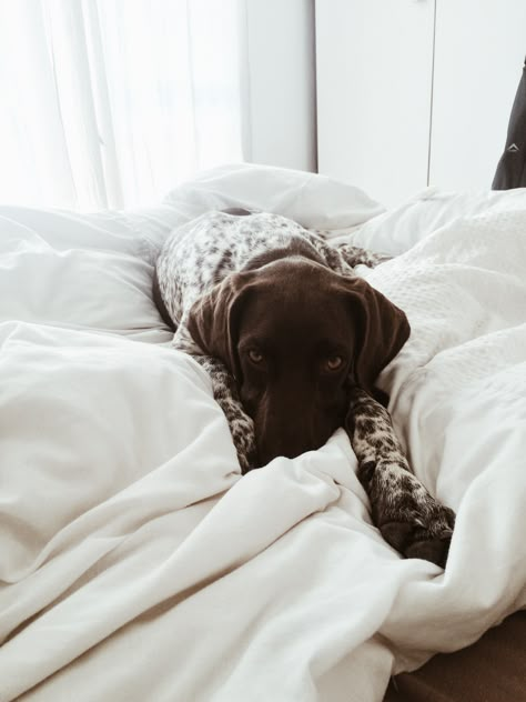 Tired pup!! GSP German Shorthaired Pointer Puppies, German Shorthair Pointer, Gsp Dogs, Shorthair Pointer, Gsp Puppies, German Shorthaired Pointer Dog, Pointer Puppies, German Shorthair, Pointer Dog