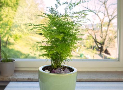 13 Houseplants That Thrive in Low Light Asparagus Fern Care, Asparagus Setaceus, Growing Asparagus, Types Of Ferns, Asparagus Plant, Asparagus Fern, Hanging Plants Indoor, Perennial Herbs, Best Indoor Plants