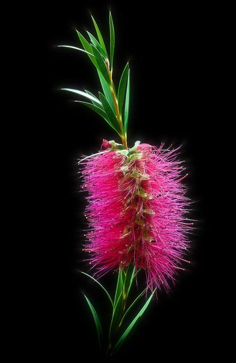 Australian Wildflowers, Australian Native Flowers, Australian Plants, Unusual Plants, Gorgeous Flowers, Unusual Flowers, Blooming Plants, Love Garden, Bottle Brush