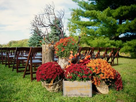 Mums Ceremony Decor, September Wedding Aisle Decor, Mum Flowers Wedding Decor, Mum Aisle Decor, Mums Aisle Wedding, Ceremony Aisle Decor Outdoor Fall, Fall Aisle Decorations Wedding Outdoor Ceremony, Ferns And Mums Wedding Decor, Mums As Wedding Decor