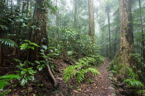 Cedar Grove, Grade 4, Hiking Trails, Queensland, National Park, National Parks, Hiking, Track, Australia