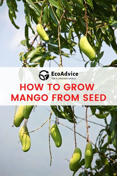 Mangoes are delicious and nutritious, and growing your own tree from seed is easier than you might think. Follow these tips and tricks to ensure your mango tree thrives. #MangoSeedGrowth #FromSeedtoFruit #MangoCultivationTips #GrowingMangoesAtHome #SeedSowingGuide #GreenThumbLiving #FruitGardeningTips #DIYGardenProjects #MangoTreePlanting #FruitTreePropagation Growing Mango From Seed, Grow Avocado, Avocado Seed, Buy Seeds, Mango Fruit, Mango Tree, Growing Fruit, Growing Seeds, Fruit Garden