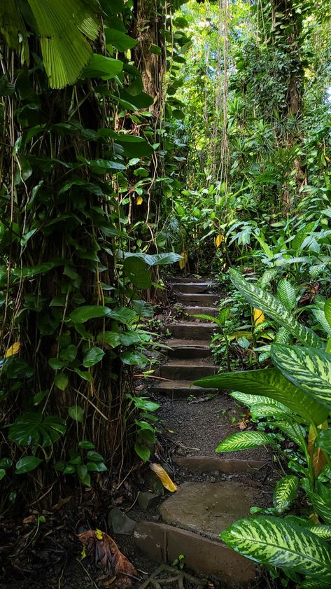 Hawaii Jungle Aesthetic, Amazon Rainforest Aesthetic, Jungle Explorer Aesthetic, Tropical Rainforest Aesthetic, Tropical Jungle Aesthetic, Hawaii Rainforest, Maui Aesthetic, Maui Hawaii Aesthetic, Rainforest Aesthetic