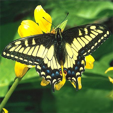 The yellow butterfly signifies happiness, strength and hope through adversity, overcoming challenges and a positive sign all things work out in the end. Seeing two yellow butterflies floating around together is a symbol young love, the start of something special and new. If you find a yellow butterfly inside your house consider this a blessing and a sign to bring plants into the home. Creating an atmosphere of breath, life and companionship with earth. Yellow Butterfly Meaning, Butterfly Symbolism, Butterfly Meaning, Yellow Butterflies, Wings Butterfly, Overcoming Challenges, Butterfly Life Cycle, Swallowtail Butterfly, Butterflies Flying