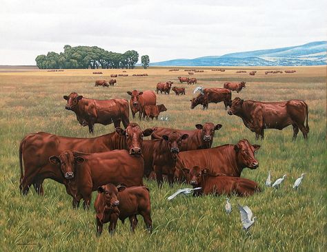 johan hoekstra art | Cattle Herd – 2001 Oil on Board Johan Hoekstra Wildlife Art Bonsmara Cattle, South African Wildlife, Cattle Herd, Herding Cattle, Painted Wall Art, Wall Art On Canvas, Cattle Breeds, Cattle Farming, Hand Painted Wall Art