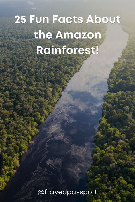 The Amazon Rainforest, covering over 5.5 million square kilometers in South America, is a marvel of ecological complexity. If this region inspires wonder in you, you may love these fun facts! Amazon Rainforest Facts, Parts Unknown, The Amazon Rainforest, Travel Facts, Long Term Travel, River Basin, Student Travel, Fun Travel, Air Balloon Rides