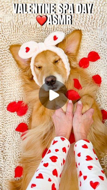 Sunday | Not Your Typical Golden Retriever on Instagram: "Join us for a relaxing at home valentines “spa day”routine. ✨❤️ As you can see Sunday loves it. 🥰 Thanks for watching. You can find the products used in our Amazon storefront link which is in our bio. 👆🏼With the exception of the amazing dog bed and headband. Dog bed @bluewater.dog Heart Headband by spa bunny Lavender wipes @earthrated Calming Spray @dogbydrlisa ✨FOLLOW ✨ @sundaythegoldenretriever for more sweet and wholesome content. If you liked this video please share with a friend. #goldenretriever #dogspaday #dog #asmr #asmrsounds #doggrooming #doglover #relaxeddog #dogsofinstagram #goldens #dogspa #goldensofinstagram #goldenretrievers #weeklyfluff #cutedogsofig #spadayathome #selfcare" Pa Day, Relaxed Dog, Relaxing At Home, Dog Spa, Dog Heart, Sunday Love, Heart Headband, Precious Animals, Cool Dog Beds