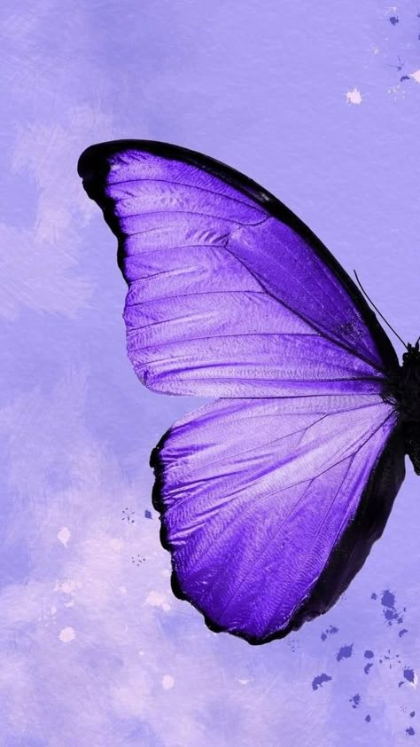 Blue And Purple Butterfly Wallpaper, Purple Aesthetic Butterfly Wallpaper, Lilac Purple Wallpaper Iphone, Purple Butterflies Wallpaper, Lilac Wallpaper Aesthetic, Violet Core, Violet Vibes, Blonde Hair Cartoon, Purple Widget