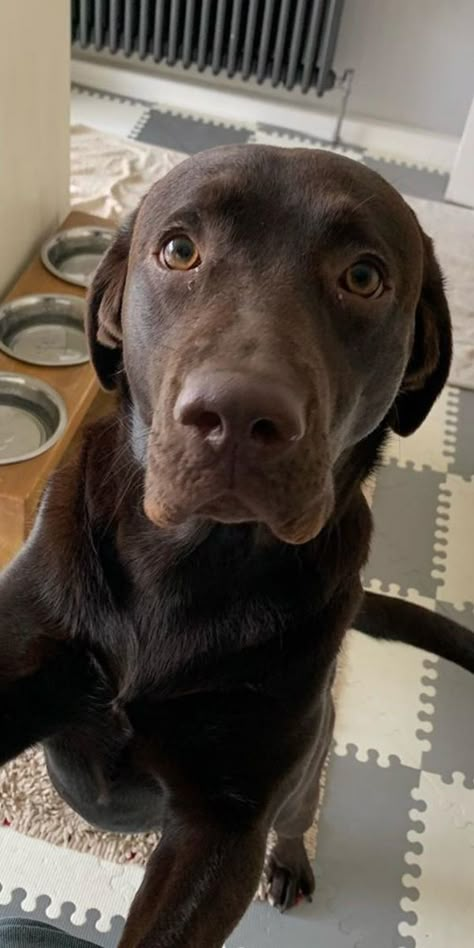 Brown Lab Puppy, Brown Lab, Brown Labrador, Chocolate Lab Puppies, Chocolate Labrador Retriever, Golden Retriever Puppies, Lab Puppy, Cute Dog Photos, Retriever Puppies