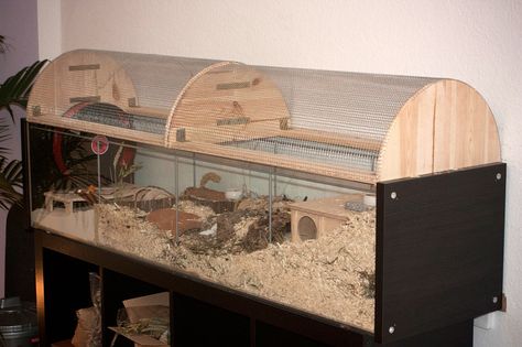 hamster dome Gerbil Habitat, Hamster Diy Cage, Hamster Ideas, Ikea Detolf, Arched Roof, Gerbil Cages, Mouse Cage, Hamster Diy, Hamster Life