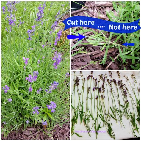 How To Dry Out Fresh Lavender, Garden Jellyfish, Lavender Harvesting, Adaptogen Herbs, Drying Lavender Leaves, Harvest Lavender How To, Harvesting Seeds, Lavender Growing, Lavender Harvest