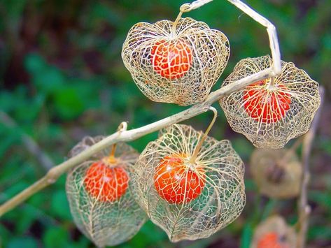 Chinese Lantern Plant, Lantern Plant, Macro Fotografie, Chinese Lanterns Plant, Orange Lanterns, Japanese Lantern, Chinese Lantern, Plant Tattoo, Natural Insect Repellant