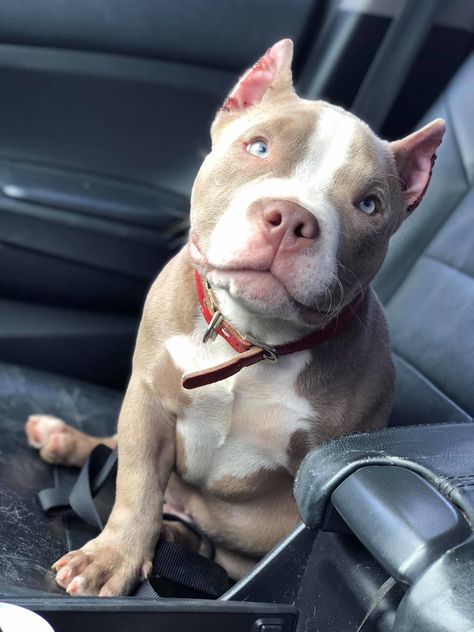 Pitbull Dog Puppy, Pocket Bully, Bully Breeds Dogs, Stud Dog, Pitbull Puppy, Bully Dog, Pitbull Puppies, Bully Breeds, Puppy Breeds