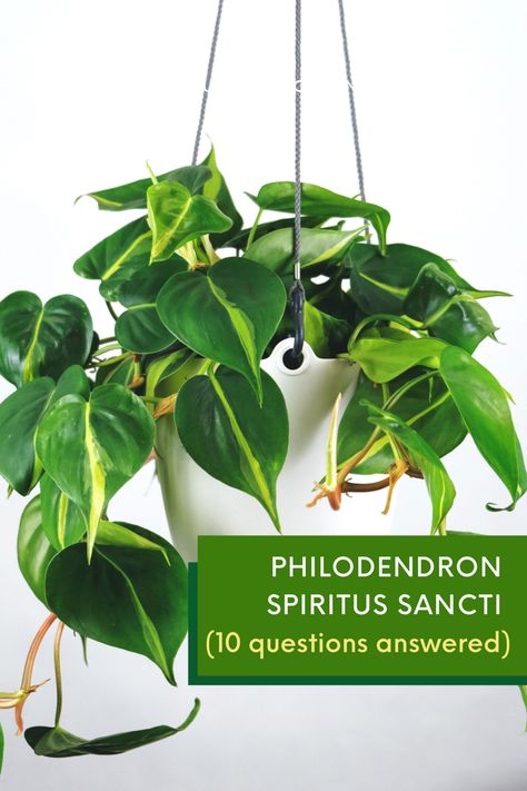 Philodendron spiritus sancti will make a great addition to your houseplant collection. It is a vine with long, narrow green leaves that are paler on the underside, but there is a lot more for you to learn about this plant. Propagate Philodendron, Houseplant Collection, Variegated Philodendron, Philodendron Scandens, Dream Patio, Philodendron Plant, Golden Pothos, Smart Garden, Pothos Plant