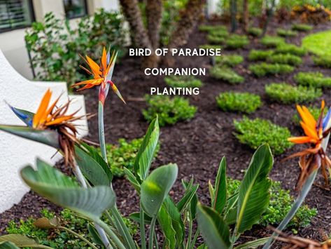 Landscaping With Bird Of Paradise, Birds Of Paradise Garden Ideas, White Bird Of Paradise Landscaping, Birds Of Paradise Landscaping, Birds If Paradise Plant, Bird Of Paradise Garden Design, Bird Of Paradise Landscaping Ideas, Birds Of Paradise Landscaping Ideas, Southern California Landscape Ideas