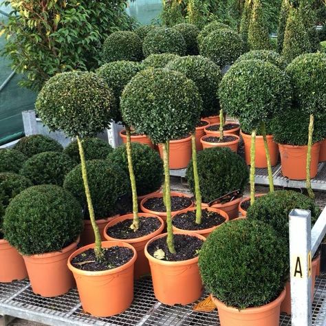 Readyhedge on Instagram: “#topiarytuesday  Buxus sempervirens #topiary Cones, balls, spirals and lollipops” Buxus Sempervirens, Lollipop, Plants, On Instagram, Instagram