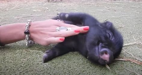 Piglet Makes Adorable Happy Sounds (Video) Baby Foxes, Cute Piglets, Baby Fox, Sweet Animals, Animals Of The World, Adorable Baby, Cat Memes, Baby Animals