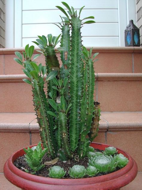 Euphorbia Trigona, African Milk Tree, Cactus Light, Grafting Plants, Euphorbia Milii, Bush Plant, Indoor Plant Care, Succulent Gardening, Drought Tolerant Plants