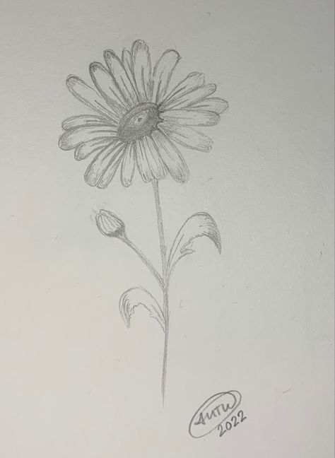 Daisy Drawing Reference, Daisy Sketch, Daisy Pencil Drawing, Bouquet Of Daisies Drawing, Daisy Sketch Pencil, Flower Sketches, Daisy Flower, Daisy, Drawings