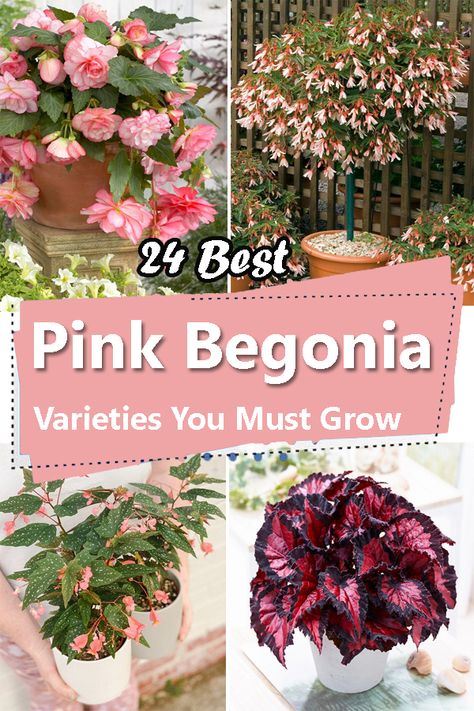 Begonia Varieties, Begonia Boliviensis, Pink Begonia, Tuberous Begonia, Small Pink Flowers, Different Shades Of Red, Plant Care Houseplant, Light Salmon, Dappled Light