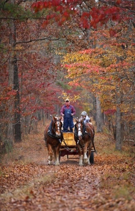 Horses and Wagon - This looks like where we used to ride at Land Between the Lakes. My father-in-law (Howard Travis) has a wagon and mules. We had a horse and buggy. Fall Scenes, Horse Drawn Wagon, I Love Autumn, Fall Beauty, Autumn Love, Colors Of Autumn, Fall Is In The Air, Seasons Autumn, Love Autumn