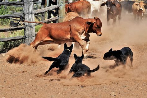 Canine Reference, Australian Kelpie Dog, Kelpie Dog, Herding Cattle, Red Dogs, Spanish Water Dog, Swedish Vallhund, Akc Breeds, Spitz Dogs