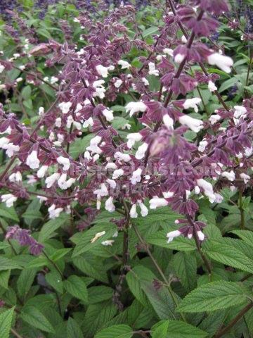 Salvia Waverly 1 Salvia Waverly, White Salvia, Green Corridor, Cheap Plants, Sage Plant, Perennial Border, Australian Native Plants, Plant Supplies, To Autumn