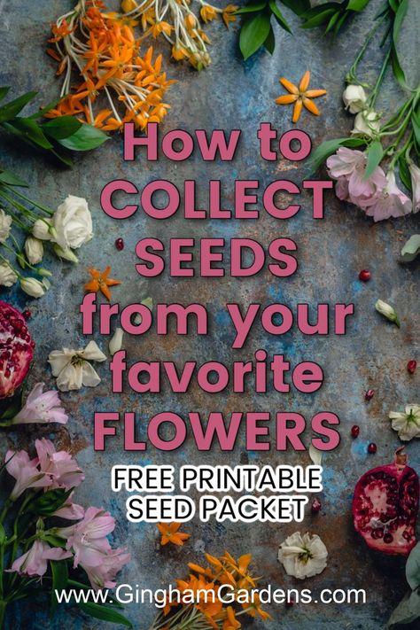 How To Save Flower Seeds For Next Year, How To Collect Seeds From Flowers, How To Save Seeds From Flowers, Harvesting Seeds From Flowers, How To Harvest Seeds From Flowers, Saving Mum Seeds, How To Save Flower Seeds, Collecting Flower Seeds, Saving Flower Seeds