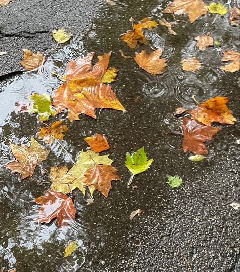 #autumn #rain #rainyday #cozy Rain In Autumn, Rainy November, Autumn Nostalgia, Magazine Photos, Autumn Rain, Late Autumn, Rainy Weather, Fall Pictures, Rain Photography