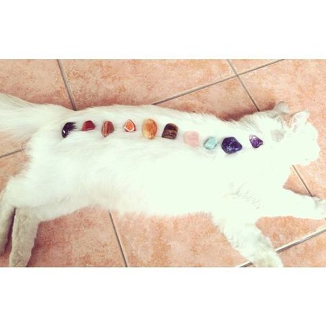 Crystal healing Cat Crystals, Pet Healing, Animal Reiki, Crystal Therapy, Crystal Magic, White Cats, Back To Nature, Energy Crystals, Crazy Cat Lady