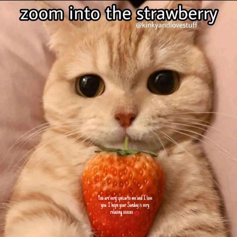 Cute Cat Memes, Silly Cats Pictures, Cute Messages, Silly Pictures, Cute Memes, Wholesome Memes, Funny Reaction Pictures, Cute Texts, Funny Cute Cats