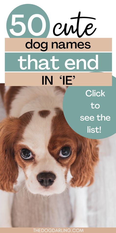 Are you getting a new puppy and looking for dog name ideas? These IE dog names are so cute and might be the perfect fit for your new puppy. Dog names that end in IE are generally easy to say and flow really well. Click to get name ideas. Corgi Names Female, Cute Female Puppy Names, Cute Dog Names Unique, Girl Puppy Names Unique, Puppy Names Female, Unique Puppy Names, Dog Names With Meaning, Female Puppy Names, Puppy Girl Names