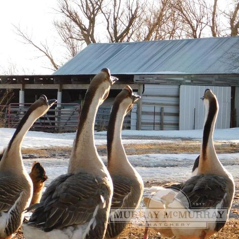 Brown Chinese Geese Raising Geese, Geese Breeds, Dark Meat, African Grey, Colorful Feathers, The White, Benefits, The Incredibles, Meat