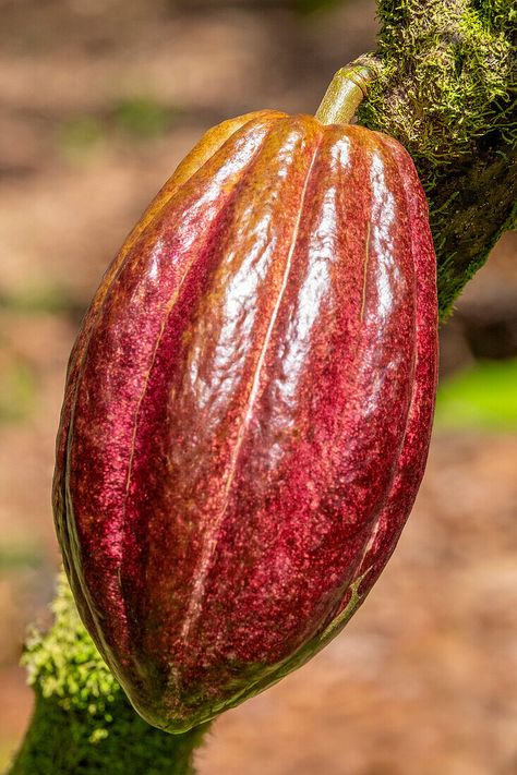 Cocoa Fruit, Cacao Fruit, Fruits Images, Fruits And Vegetables, Agriculture, Cocoa, Nature Inspiration, Health, Fruit