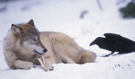 Ravens and Crows Teasing Other Animals By Pulling Their Tails Raven And Wolf, The Ancient Magus Bride, A Crow, Crows Ravens, She Wolf, Wild Wolf, Wolf Spirit, Beautiful Wolves, Wild Dogs