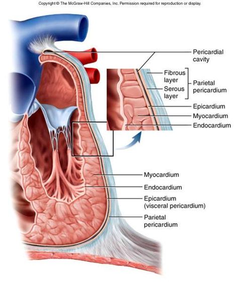 Pericardial Function is to protect against myocardial microbial infection, and to protect against mechanical force trauma near the lungs. The parietal pericardium has two layers with a cavity in between with a pericardial fluid. This cavity is the pericardial cavity. There is also a visceral pericardium, which is a membrane lining the heart (superficial epicardium). Layers Of Heart Anatomy, Pericardium Anatomy, Spinal Cord Anatomy, Heart Facts, Cardiac Sonography, Anatomy Notes, Medical Assistant Student, Learn Biology, Nurse Study Notes