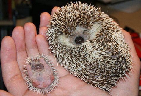 Hoglet Surrenders! - Neatorama Glaucus Atlanticus, Baby Hedgehog, Akhal Teke, Cute Hedgehog, Cute Animal Photos, Hyena, Hedgehogs, Cute Creatures, Sweet Animals