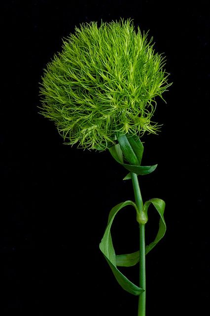 Dianthus Barbatus, Forever Green, Rare Orchids, Flower Guide, Black Phone Wallpaper, Nature Garden, Green Landscape, Green Flower, Beautiful Blooms