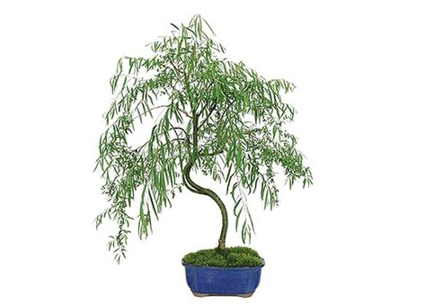 Care guide for the Weeping willow Bonsai tree (Salix) - Bonsai Empire Willow Bonsai Tree, Weeping Bonsai, Weeping Willow Bonsai, Willow Bonsai, Weeping Fig, Bonsai Tree Types, Bonsai Care, Bonsai Tree Care, Weeping Willow Tree