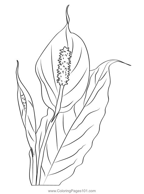 Peace Lily 1 Coloring Page Peace Lily Sketch, Peace Lily Painting, Peace Lily Tattoo Design, Peace Lily Drawing, Peace Lily Tattoo, Lily Coloring Pages, Lilly Flower Drawing, Peace Lily Flower, Lily Drawing