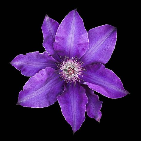 Clematis Stock Pictures, Royalty-free Photos & Images Purple Flowers Garden, Flowers Black Background, Purple Clematis, Glowing Flowers, Clematis Flower, Purple Vibe, Flower Icons, Flower Tops, Background Pictures