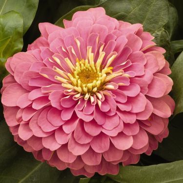 Zinnia 'Magellan Pink' Pink Zinnia, Zinnia Seeds, Zinnia Elegans, Zinnia Flowers, Rose Violette, Home Garden Plants, Plant Tags, Pink Plant, Summer Plants