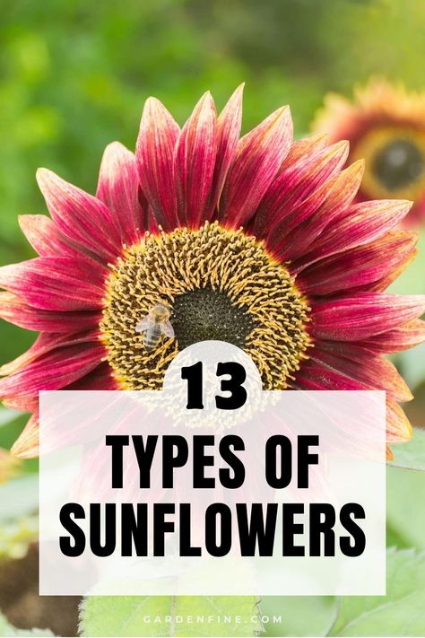 Pin this to discover the stunning variety of sunflowers, from vibrant colors to unique shapes. Learn more about the different types and find the perfect sunflower for your garden. 🌻☀️ #Sunflowers #Gardening #PlantVarieties #FlowerLovers Different Kinds Of Sunflowers, Different Types Of Sunflowers, Different Color Sunflowers, Garden Sunflowers, Fun Garden Projects, Mammoth Sunflower, Types Of Sunflowers, Sunflower Plant, Winter Sowing