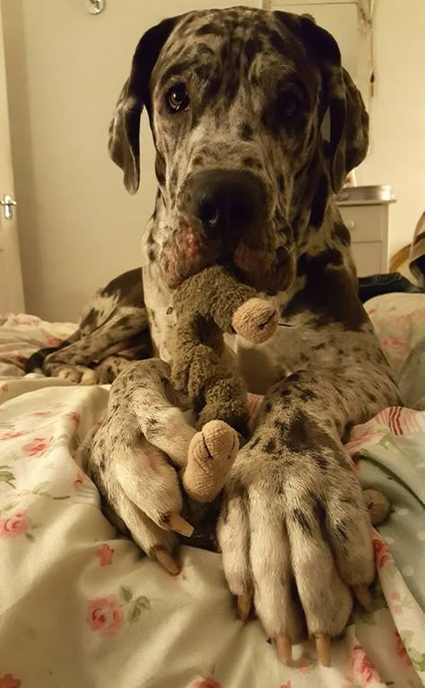 Great Danes, Great Dane Black, Funny Great Dane Pictures, Great Danes Black, Great Dane Dogs Black, Great Dane Brown, Dane Puppies, Dane Dog, Great Dane Puppy