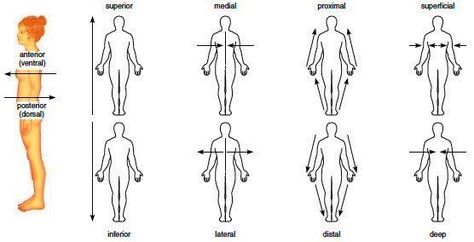 Directional terms | Anatomy and Physiology | Pinterest Medical Terminology Games, Body Systems Worksheets, Medical Terminology Study, Medical Assistant Student, Medical Mnemonics, Basic Anatomy And Physiology, Posture Exercises, Medical Facts, Human Body Systems