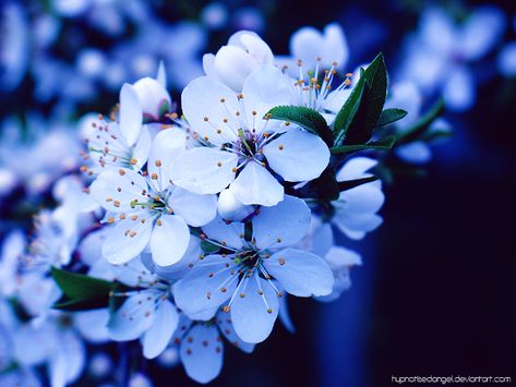 Blue Cherry Blossom Aesthetic, Blue Cherry Blossom Wallpaper, Blue Sakura Cherry Blossoms, Blue Cherry Blossoms, Cherry Blossom Vase, Sakura Aesthetic, Blue Sakura, Branch Light, 23 Runway