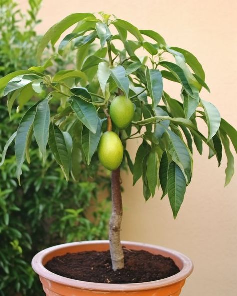 Avocado Tree In Pot, Indoor Avocado Tree, Fruit Trees In Pots, Flatten Wine Bottle, Growing Avocado, Avocado Farm, Avocado Uses, Trees In Pots, Planter Decor