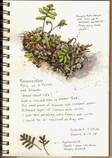 How to create a nature journal #heatherearles #herbnwisdom #naturalliving #author #naturejournal #science Nature Journal Kids, Nature Journal Ideas, Resurrection Fern, Book Nature, Branch Drawing, Journal Prompts For Kids, Journal Nature, Botanical Sketchbook, Field Journal