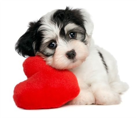 cute puppy dog heart is 601 Puppy Valentines, Havanese Puppies, Havanese Dogs, A Puppy, Beautiful Dogs, 귀여운 동물, Rottweiler, Dog Life, San Valentino